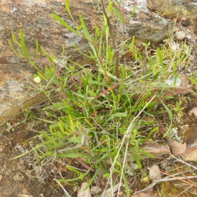 Dodonaea viscosa subsp. angustissima (Hop Bush) at Carwoola, NSW - 16 Dec 2021 by Liam.m