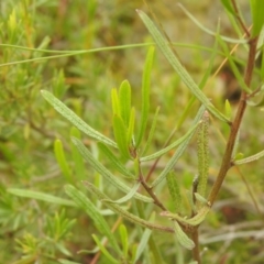 Dodonaea viscosa subsp. angustissima at Carwoola, NSW - 17 Dec 2021