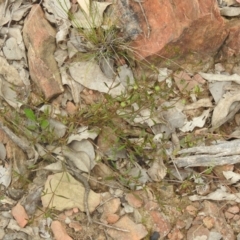 Opercularia hispida (Hairy Stinkweed) at Carwoola, NSW - 17 Dec 2021 by Liam.m