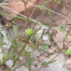 Opercularia hispida at Carwoola, NSW - 17 Dec 2021