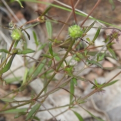 Opercularia hispida at Carwoola, NSW - suppressed