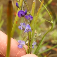 Glycine clandestina (Twining Glycine) at Carwoola, NSW - 16 Dec 2021 by Liam.m