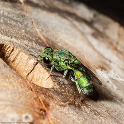 Chrysididae (family) (Cuckoo wasp or Emerald wasp) at Acton, ACT - 19 Dec 2021 by Roger