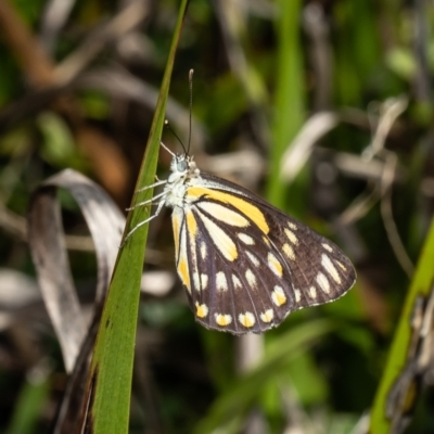 Belenois java (Caper White) at Acton, ACT - 19 Dec 2021 by Roger