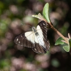 Belenois java at Acton, ACT - 20 Dec 2021