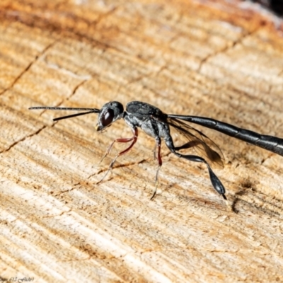 Gasteruption sp. (genus) (Gasteruptiid wasp) at Acton, ACT - 20 Dec 2021 by Roger