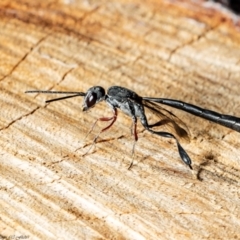 Gasteruption sp. (genus) (Gasteruptiid wasp) at Acton, ACT - 19 Dec 2021 by Roger