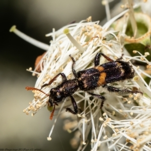 Eleale pulchra at Acton, ACT - 20 Dec 2021