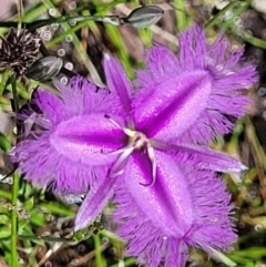 Thysanotus tuberosus (Common Fringe-lily) at Carwoola, NSW - 20 Dec 2021 by tpreston