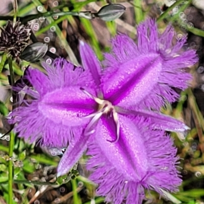 Thysanotus tuberosus (Common Fringe-lily) at Carwoola, NSW - 20 Dec 2021 by tpreston