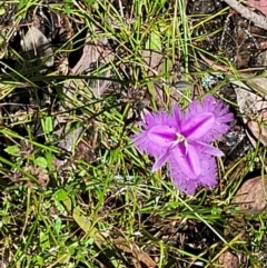 Thysanotus tuberosus at Carwoola, NSW - 20 Dec 2021 12:56 PM