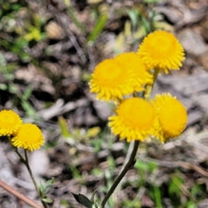 Chrysocephalum apiculatum at Carwoola, NSW - 20 Dec 2021 01:21 PM