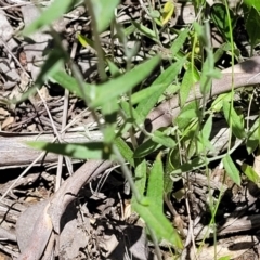 Chrysocephalum apiculatum at Carwoola, NSW - 20 Dec 2021 01:21 PM