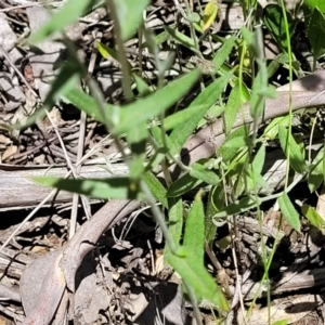 Chrysocephalum apiculatum at Carwoola, NSW - 20 Dec 2021