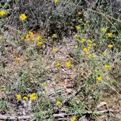 Chrysocephalum apiculatum at Carwoola, NSW - 20 Dec 2021 01:21 PM