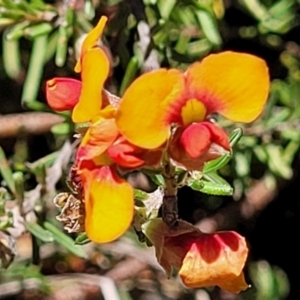 Dillwynia sericea at Carwoola, NSW - 20 Dec 2021 01:18 PM