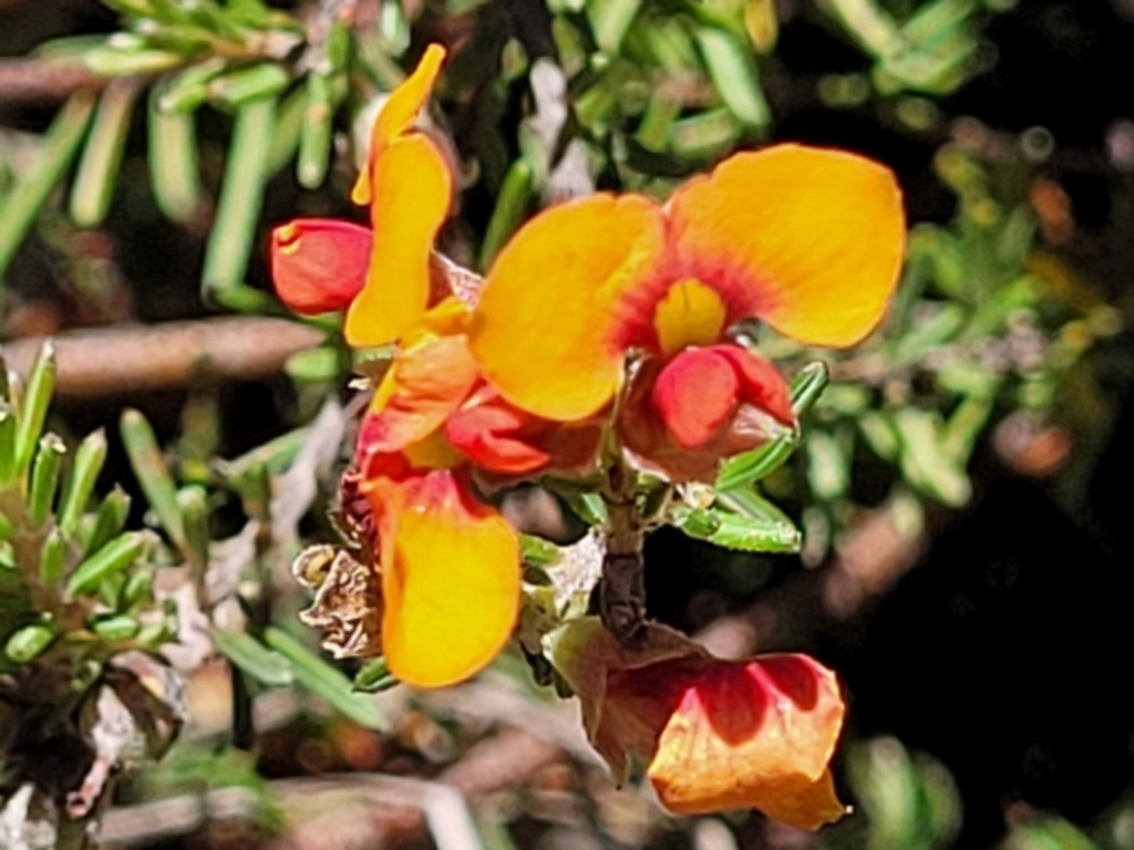 Dillwynia sericea at Carwoola, NSW - 20 Dec 2021