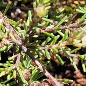 Dillwynia sericea at Carwoola, NSW - 20 Dec 2021