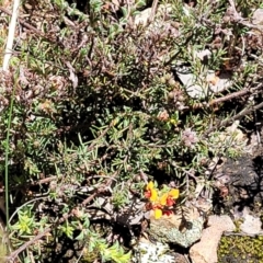 Dillwynia sericea at Carwoola, NSW - 20 Dec 2021 01:18 PM