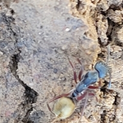 Camponotus suffusus (Golden-tailed sugar ant) at Carwoola, NSW - 20 Dec 2021 by trevorpreston