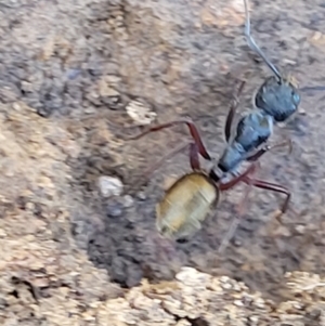 Camponotus suffusus at Carwoola, NSW - 20 Dec 2021 01:16 PM