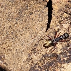 Camponotus suffusus at Carwoola, NSW - 20 Dec 2021
