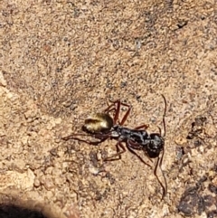 Camponotus suffusus at Carwoola, NSW - 20 Dec 2021