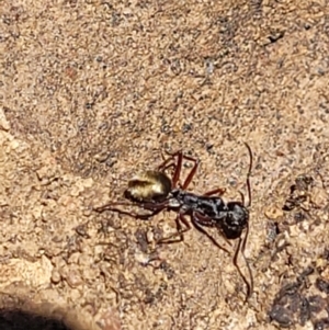 Camponotus suffusus at Carwoola, NSW - 20 Dec 2021 01:16 PM