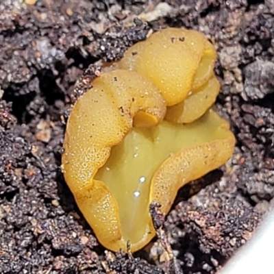 Aleurina ferruginea (Fleshy Cup Fungus) at Carwoola, NSW - 20 Dec 2021 by trevorpreston
