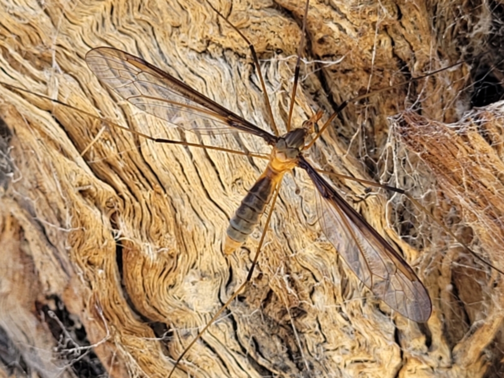 Leptotarsus (Macromastix) sp. (genus & subgenus) at Carwoola, NSW - 20 Dec 2021