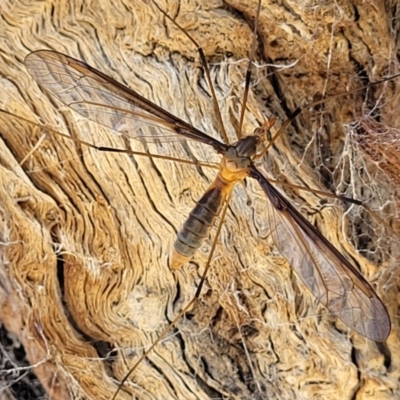 Leptotarsus (Macromastix) sp. (genus & subgenus) (Unidentified Macromastix crane fly) at Carwoola, NSW - 20 Dec 2021 by tpreston