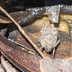 Tetrigidae (family) (Pygmy grasshopper) at QPRC LGA - 20 Dec 2021 by tpreston