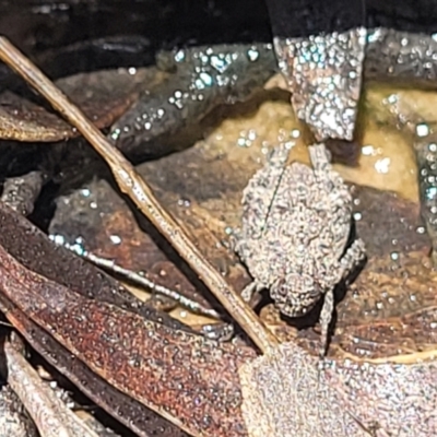 Tetrigidae (family) (Pygmy grasshopper) at Wanna Wanna Nature Reserve - 20 Dec 2021 by tpreston