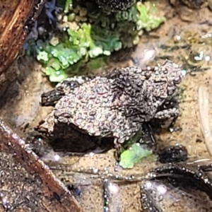 Tetrigidae (family) at Carwoola, NSW - 20 Dec 2021