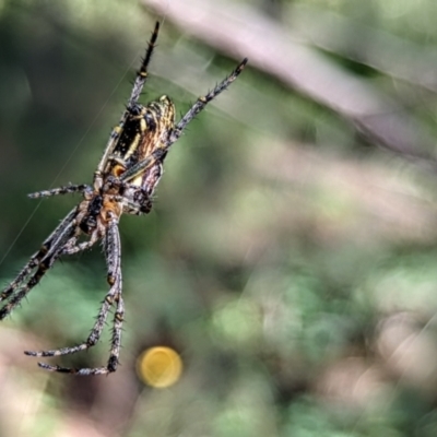 Plebs bradleyi (Enamelled spider) at Watson, ACT - 20 Dec 2021 by sbittinger