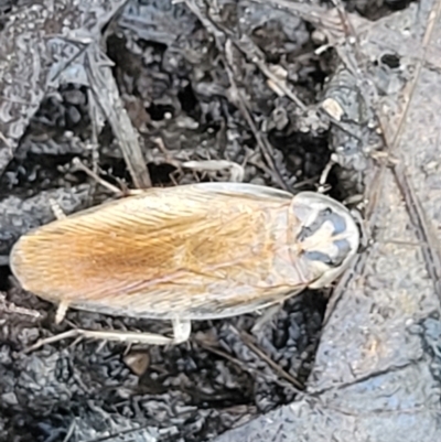 Robshelfordia circumducta (Shelford's Variable Cockroach) at Carwoola, NSW - 20 Dec 2021 by trevorpreston