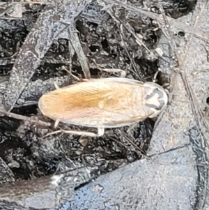 Robshelfordia circumducta at Carwoola, NSW - 20 Dec 2021