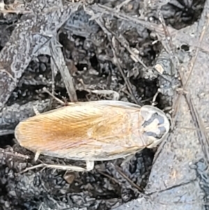 Robshelfordia circumducta at Carwoola, NSW - 20 Dec 2021