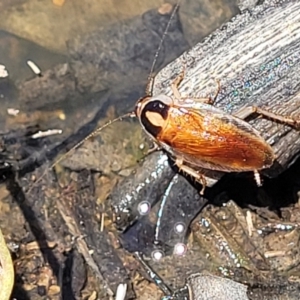 Johnrehnia australiae at Carwoola, NSW - 20 Dec 2021 01:05 PM