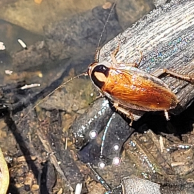 Johnrehnia australiae (Rehn's Cockroach) at Wanna Wanna Nature Reserve - 20 Dec 2021 by tpreston