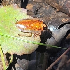 Johnrehnia australiae at Carwoola, NSW - 20 Dec 2021 01:05 PM