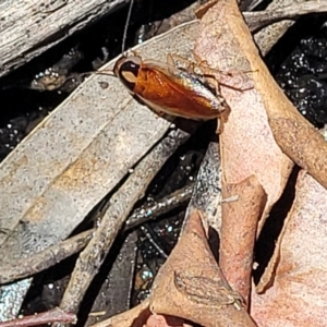 Johnrehnia australiae at Carwoola, NSW - 20 Dec 2021 01:05 PM