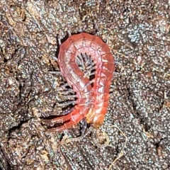 Scolopendromorpha (order) (A centipede) at Wanna Wanna Nature Reserve - 20 Dec 2021 by trevorpreston