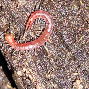 Scolopendromorpha (order) at Carwoola, NSW - 20 Dec 2021 01:03 PM