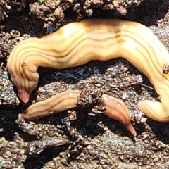 Fletchamia quinquelineata (Five-striped flatworm) at Carwoola, NSW - 20 Dec 2021 by trevorpreston