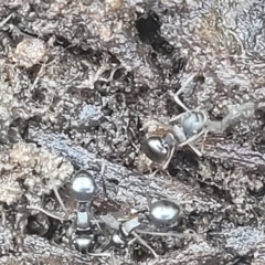 Polyrhachis sp. (genus) (A spiny ant) at Carwoola, NSW - 20 Dec 2021 by trevorpreston