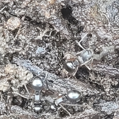 Polyrhachis sp. (genus) (A spiny ant) at Carwoola, NSW - 20 Dec 2021 by trevorpreston