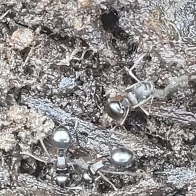 Polyrhachis sp. (genus) (A spiny ant) at Carwoola, NSW - 20 Dec 2021 by tpreston