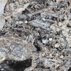 Polyrhachis sp. (genus) at Carwoola, NSW - 20 Dec 2021