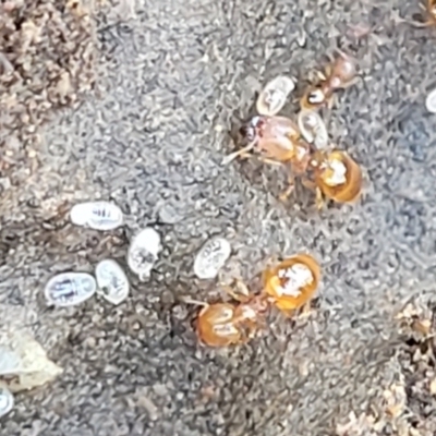 Pheidole sp. (genus) (Seed-harvesting ant) at QPRC LGA - 20 Dec 2021 by tpreston